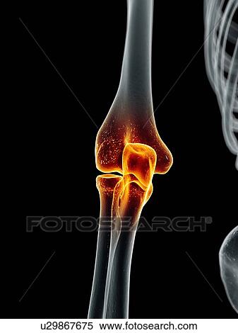Stock Illustration - Human elbow joint, artwork. Fotosearch