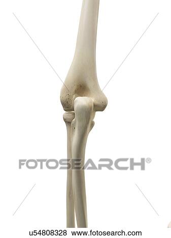Human elbow joint, artwork View Large Illustration Stock Illustration - Human elbow joint, artwork. Fotosearch