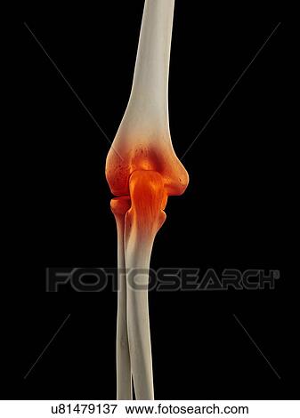 Stock Illustration - Human elbow joint, artwork. Fotosearch