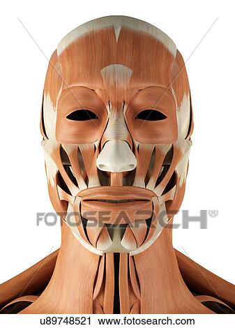 Clip Art - Human facial muscles, artwork. Fotosearch