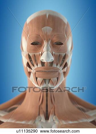 Clipart - Human facial muscles, artwork. Fotosearch