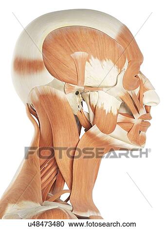 Clipart - Human facial muscles, artwork. Fotosearch