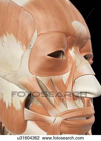 Drawing - Human facial muscles, artwork. Fotosearch