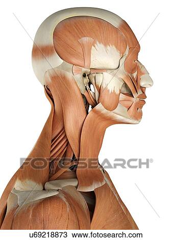 Drawing - Human facial muscles, artwork. Fotosearch