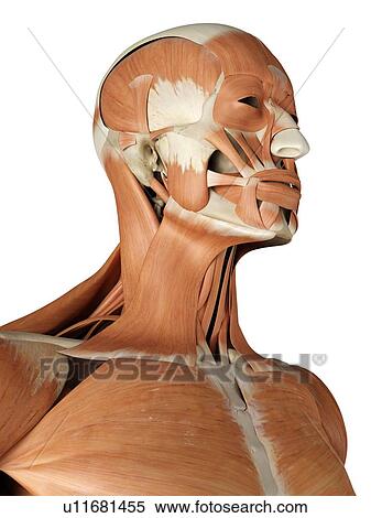 Stock Illustration - Human facial muscles, artwork. Fotosearch