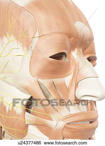 Stock Illustration - Human facial muscles, artwork. Fotosearch