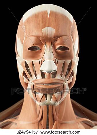 Human facial muscles, artwork View Large Illustration Stock Illustration - Human facial muscles, artwork. Fotosearch