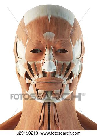 Stock Illustration - Human facial muscles, artwork. Fotosearch