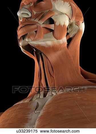 Human facial muscles, artwork View Large Illustration Stock Illustration - Human facial muscles, artwork. Fotosearch