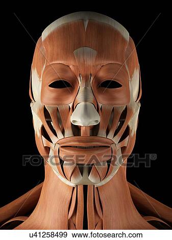 Stock Illustration - Human facial muscles, artwork. Fotosearch