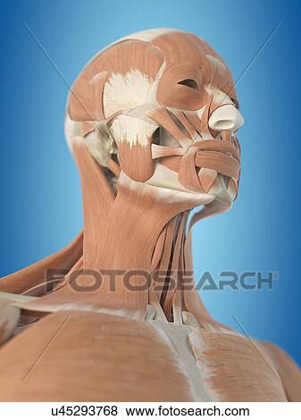 Human facial muscles, artwork View Large Illustration Stock Illustration - Human facial muscles, artwork. Fotosearch