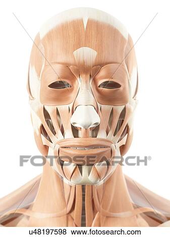 Stock Illustration - Human facial muscles, artwork. Fotosearch