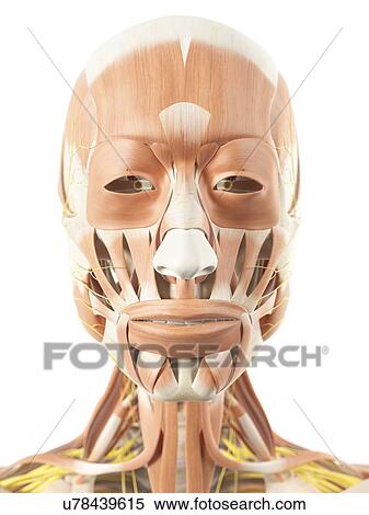Human facial muscles, artwork View Large Illustration Stock Illustration - Human facial muscles, artwork. Fotosearch