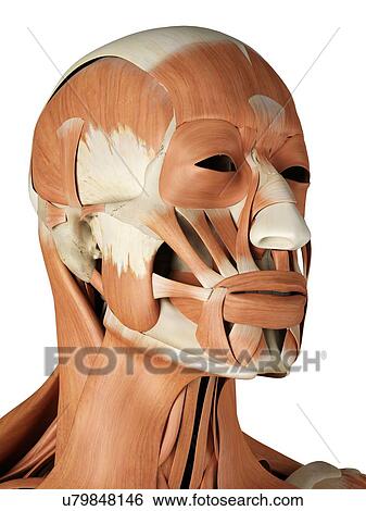 Stock Illustration - Human facial muscles, artwork. Fotosearch