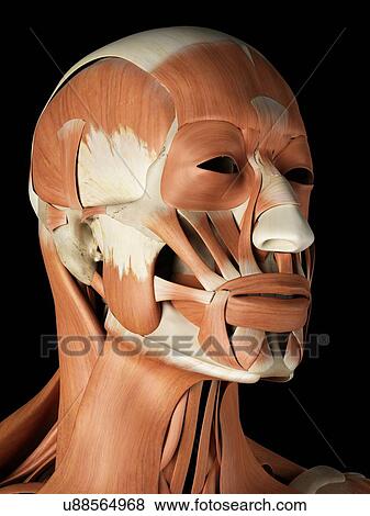 Stock Illustration - Human facial muscles, artwork. Fotosearch