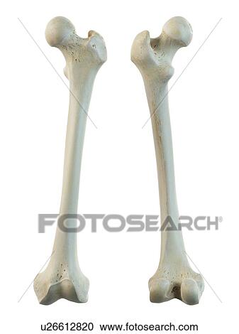 Clipart - Human femur, artwork. Fotosearch