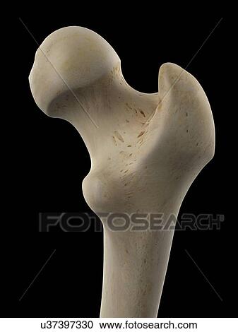 Clipart - Human femur, artwork. Fotosearch