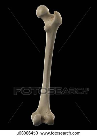 Clipart - Human femur, artwork. Fotosearch