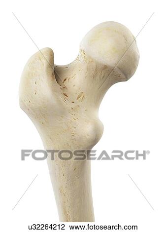 Human femur, artwork View Large Illustration Drawing - Human femur, artwork. Fotosearch