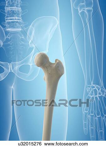 Stock Illustration - Human femur, artwork. Fotosearch