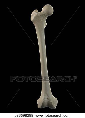 Human femur, artwork View Large Illustration Stock Illustration - Human femur, artwork. Fotosearch