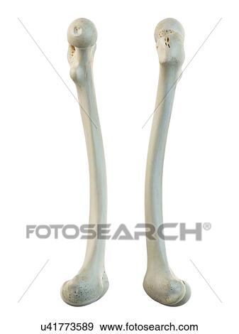Stock Illustration - Human femur, artwork. Fotosearch
