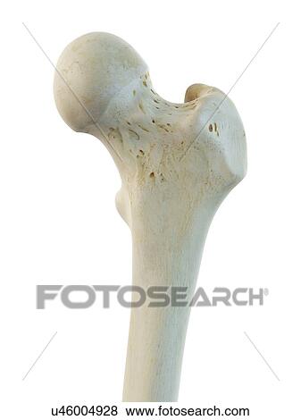 Human femur, artwork View Large Illustration Stock Illustration - Human femur, artwork. Fotosearch