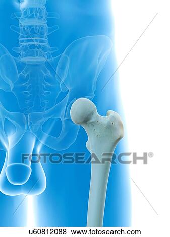 Stock Illustration - Human femur, artwork. Fotosearch