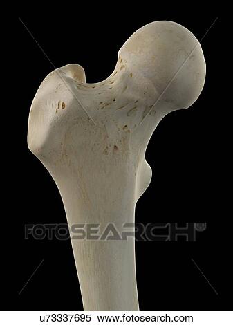 Stock Illustration - Human femur, artwork. Fotosearch