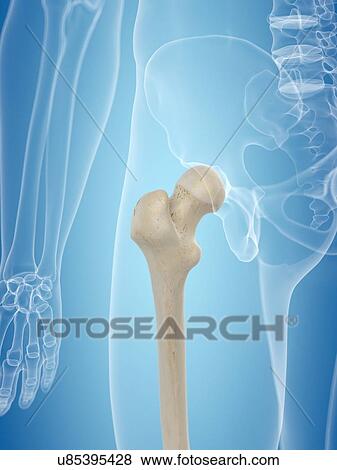 Human femur, artwork View Large Illustration Stock Illustration - Human femur, artwork. Fotosearch