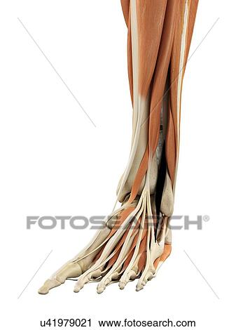 Clip Art - Human foot anatomy, artwork. Fotosearch