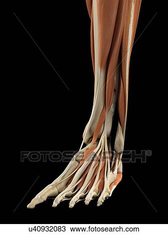 Drawing - Human foot anatomy, artwork. Fotosearch