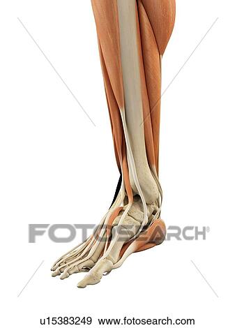Stock Illustration - Human foot anatomy, artwork. Fotosearch