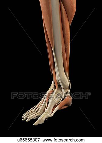 Stock Illustration - Human foot anatomy, artwork. Fotosearch