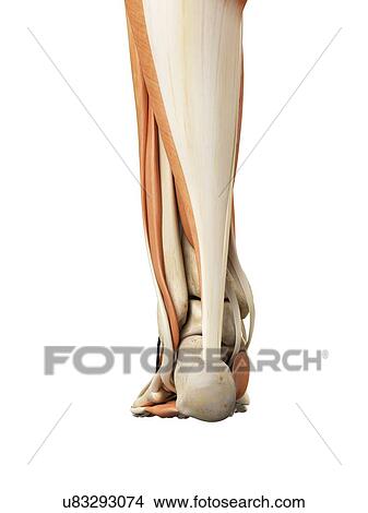 Human foot anatomy, artwork View Large Illustration Stock Illustration - Human foot anatomy, artwork. Fotosearch