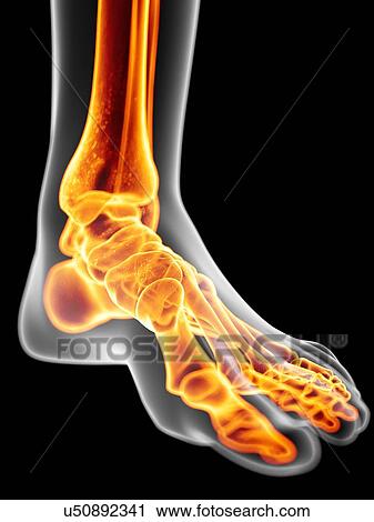 Human foot bones, artwork View Large Illustration Clip Art - Human foot bones, artwork. Fotosearch