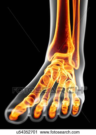 Clip Art - Human foot bones, artwork. Fotosearch
