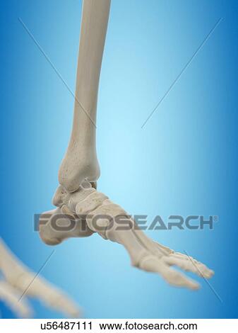Human foot bones, artwork View Large Illustration Clip Art - Human foot bones, artwork. Fotosearch