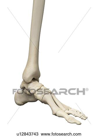 Human foot bones, artwork View Large Illustration Drawing - Human foot bones, artwork. Fotosearch
