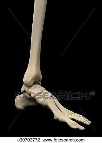 Drawing - Human foot bones, artwork. Fotosearch