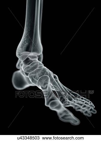 Human foot bones, artwork View Large Illustration Drawing - Human foot bones, artwork. Fotosearch