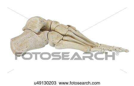 Drawing - Human foot bones, artwork. Fotosearch