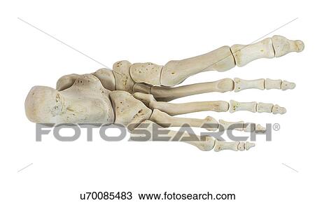 Drawing - Human foot bones, artwork. Fotosearch