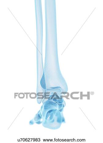 Human foot bones, artwork View Large Illustration Drawing - Human foot bones, artwork. Fotosearch
