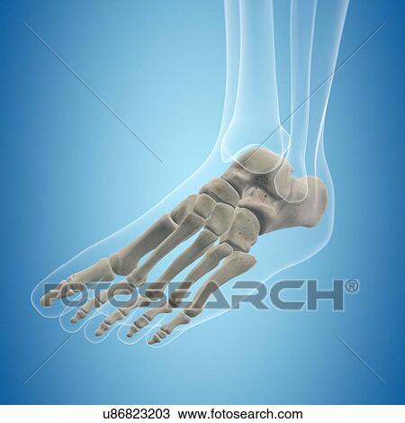 Human foot bones, artwork View Large Illustration Drawing - Human foot bones, artwork. Fotosearch
