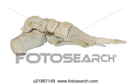 Stock Illustration - Human foot bones, artwork. Fotosearch