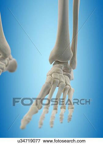 Stock Illustration - Human foot bones, artwork. Fotosearch