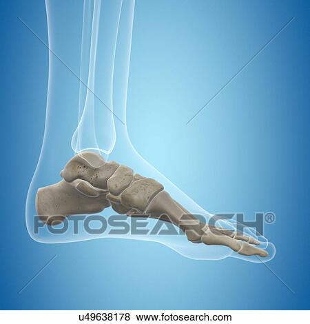 Human foot bones, artwork View Large Illustration Stock Illustration - Human foot bones, artwork. Fotosearch