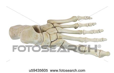 Human foot bones, artwork View Large Illustration Stock Illustration - Human foot bones, artwork. Fotosearch