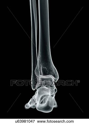 Human foot bones, artwork View Large Illustration Stock Illustration - Human foot bones, artwork. Fotosearch